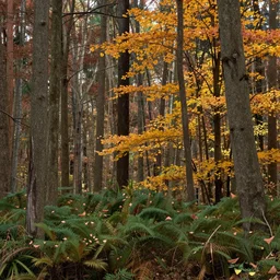a photograph of a forest with trees and shrubs taken in autumn season, 4k, detailed, hyper realistic,