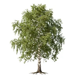 concept art of a single birch tree against a white background, full tree, canopy, leaves, trunk, root