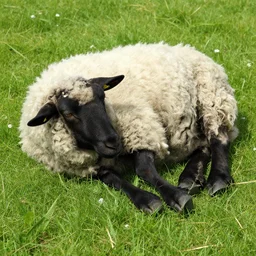 sleepless sheep