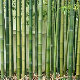 bamboo, Hiroaki Tsutsumi style