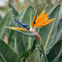 strelitzia plane