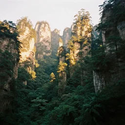 film photograph of an abstract landscape with verdant and impossibly tall trees, golden hour, heavenly sunlight shining through the mountain peaks and forestry, landscape photography 4 k, wide angle shot