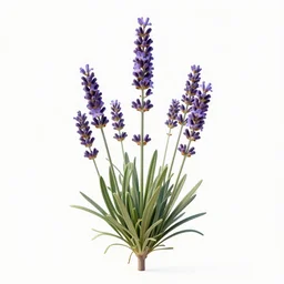 a 3 d rendered ultra realistic lavender plant, masked transparent flat background, popular on sketchfab, pixelsquid, 8 k, volumetric lighting, trending on artstation, octane render, ultra detailed, hyperrealistic, by alphonse mucha