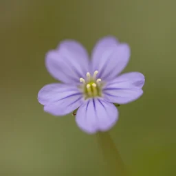 macroshot of a tiny little flower, hyper-realism