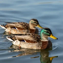 duck by the water surface, an 8 k photograph. volumetric lighting, sub surface scattering, masterpiece, artgem. hard light, high detail