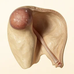 pre - lachrymal fossa, a single occipital condyl, macro photograph by naturalist museum