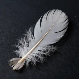 highly detailed realistic photo of feathers on dark background, very sharp focus, dark background, award winning masterpiece photography, hyper realistic, concept art, 8 k detail post - processing