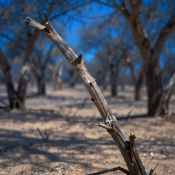 ultra realistic close - up on a dried branch in a desert forest blue