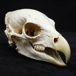 eagle monster skull with a beak, national geographic picture