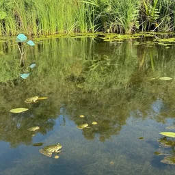 i dunno man like a pond or something and maybe there's some frogs, i don'tk now