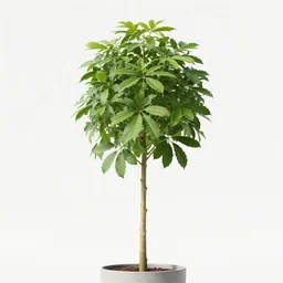 a plant having a permanently woody main stem or trunk, ordinarily growing to a considerable height, and usually developing branches at some distance from the ground.