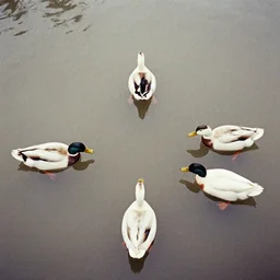 old grainy photo of ducks forming a triangle shape