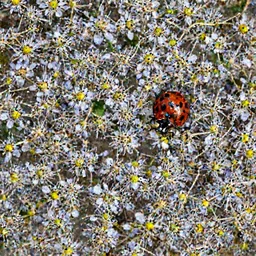 Macro shot of a ladybug on a flower