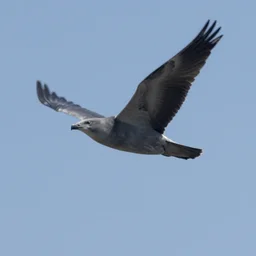 Pegasus in the sky caught on camera!! Blurry footage. Real.