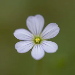 macro of a tiny little flower, hyper-realism