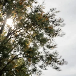a close - up long exposure photograph of branches of trees moving in a strong wind, faded colours, back light, sony ar 7 ii, photographed by wolfgang tillmans