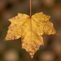 macro photo of a fall leaf