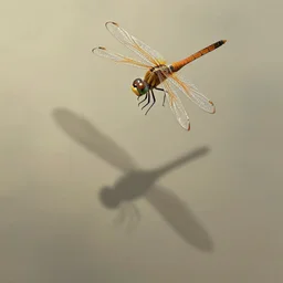 dragonfly casting shadow in the shape of a dragon, digital painting by jesper ejsing