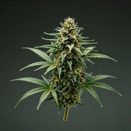 a terrifying photograph of floating cannabis