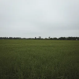 overcast light over a field