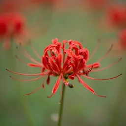 red sky flower