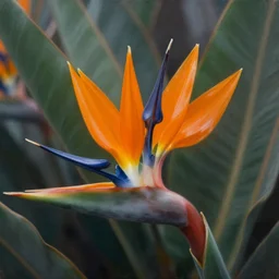 hyperrealistic high detail painting of Birds of Paradise flowers robert steven connett dramatic orange light 8k high angle shallow depth of field