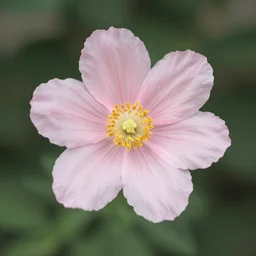 flower, by sanyu