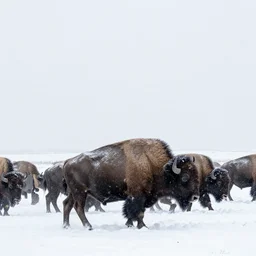 photograph of a a cheyenne tribe hunting bison in a south dakato snow storm