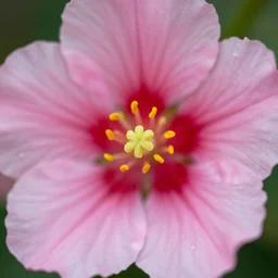 flower blossom close up, greg rutkowski