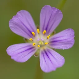 macro photography of wildflower
