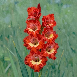Gladiolus in red, highly details, by von gogh