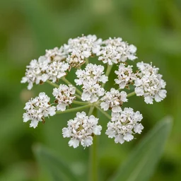 common milkweed