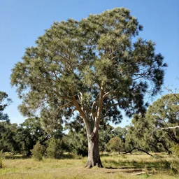 nothofagus tree