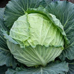 a cabbage head - n 9