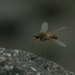 firefly, screenshots from the second season