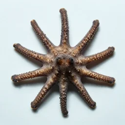 holothuroidea organism, xf iq 4, f / 1. 4, iso 2 0 0, 1 / 1 6 0 s, 8 k, raw, unedited, symmetrical balance, in - frame
