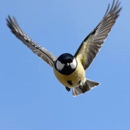 bird in flight takes a selfie, front - facing camera