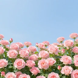 an sky full of roses