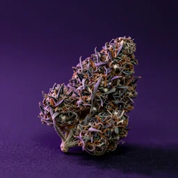 a purple haze cannabis in pot, under dramatic light, photorealistic