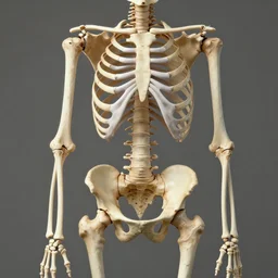 skeleton with an oval - shaped ribcage and jackhammer - shaped pelvis