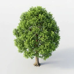the tallest tree in the aerial
