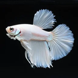 a graceful iridescent white betta fish with long swirling fins, black-water-background, full body photo