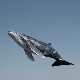 a whale flying with wings above the sky