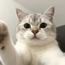 hyper realistic cat taking a selfie