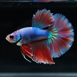 and what rough betta - maned flaring beast, gaze blank and pitiless as the sun, its hour come around at last, slouches towards bethlehem to be born?