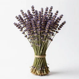 golden lavender bundle, photorealistic wildlife photography, full body, isolated on a pure white background, centered, entire subject in frame, sharp focus, soft studio lighting
