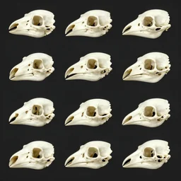 many style sheets, bird bones bird head skeleton