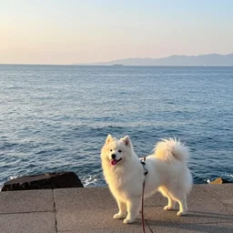 dog rose by the sea, morning, by yuko murakoshi