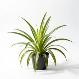 playful spider plant, high detail photograph, full body, isolated on a pure white background, centered, entire subject in frame, sharp focus, soft studio lighting