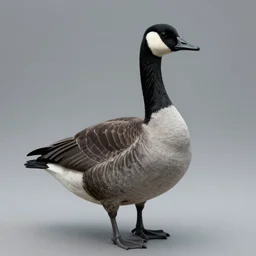 tonemapped gothic canadian goose!! by artstation